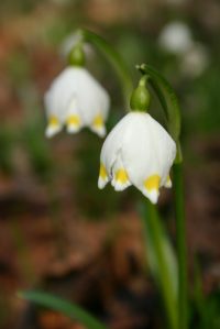 Śnieżyce - okazy, jakie można odkryć w parku zaborskim